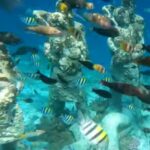 Tropical fish in bright colors swimming together in crystal-clear waters near Gili Islands coral reef.