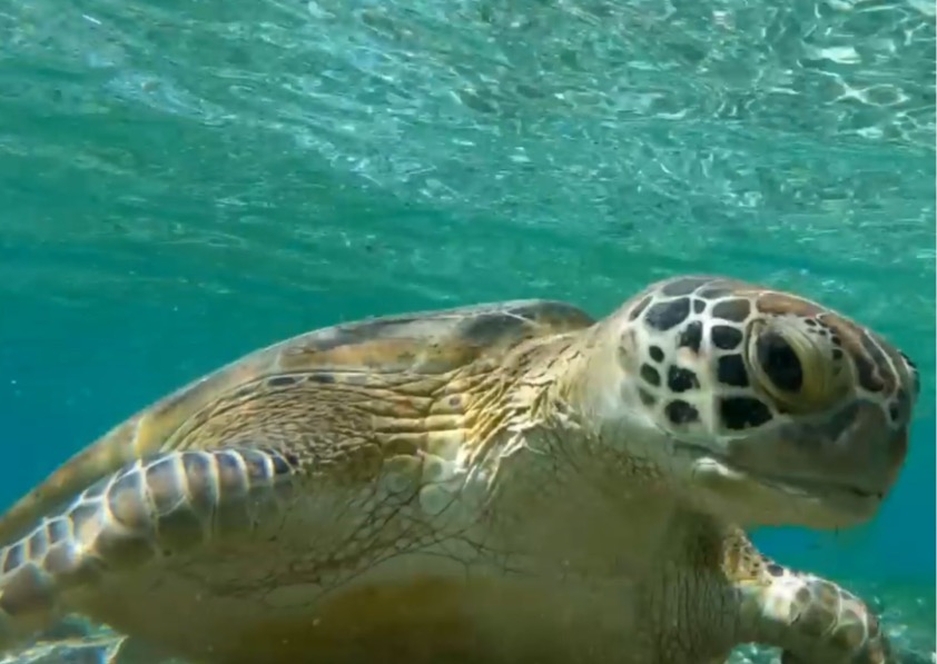 Best Gili Islands Snorkeling Tour: Explore Trawangan, Meno & Air Underwater