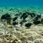 A large school of colorful tropical fish swimming over coral reefs in Gili Islands.